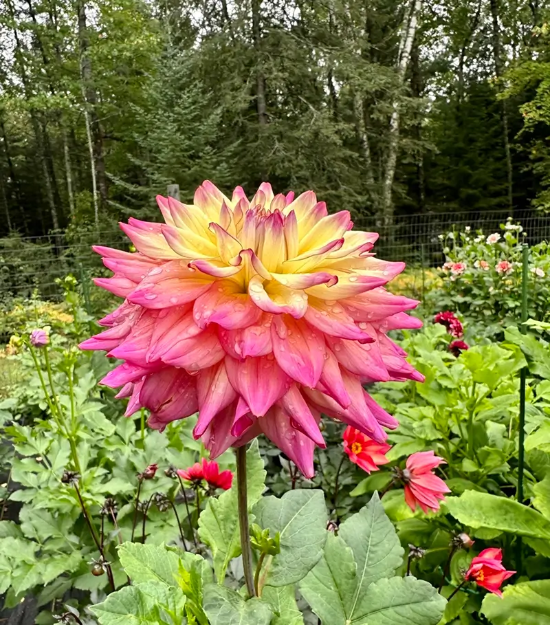 Bahama Mama flower product flower