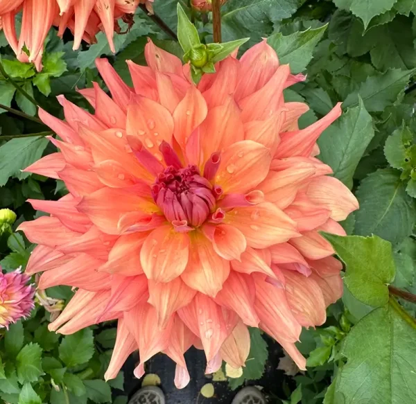 Belle of Barmera flower product photo