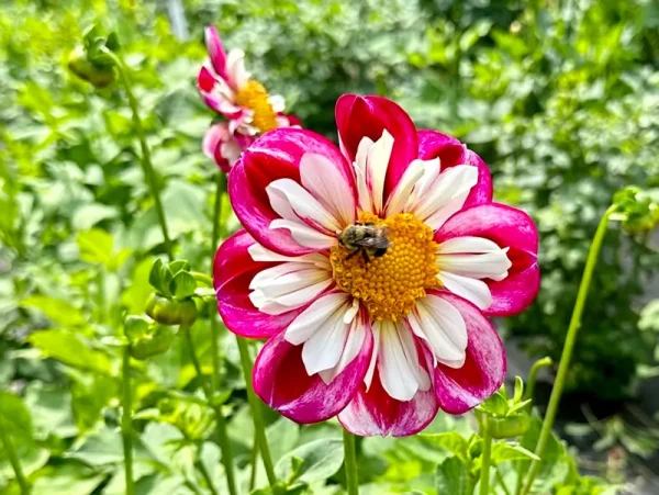 Bumble Rumble - Image 2