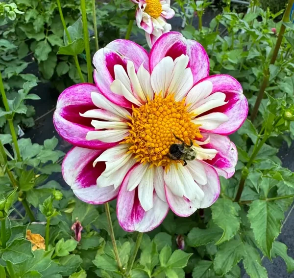 Bumble Rumble flower product photo