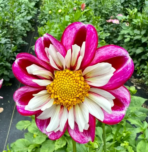 Bumble Rumble flower product photo