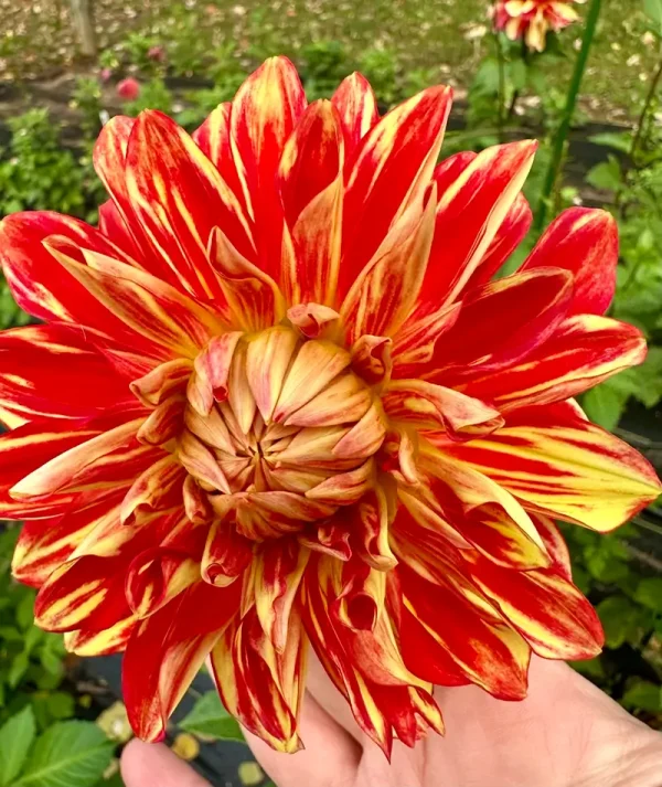 Caliente flower product photo