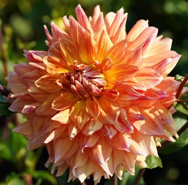 Canby Crazy flower product photo