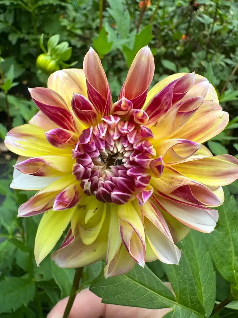 Caribbean Fantasy flower product photo