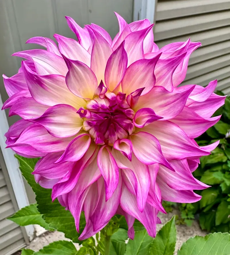 Colorado Classic flower product photo