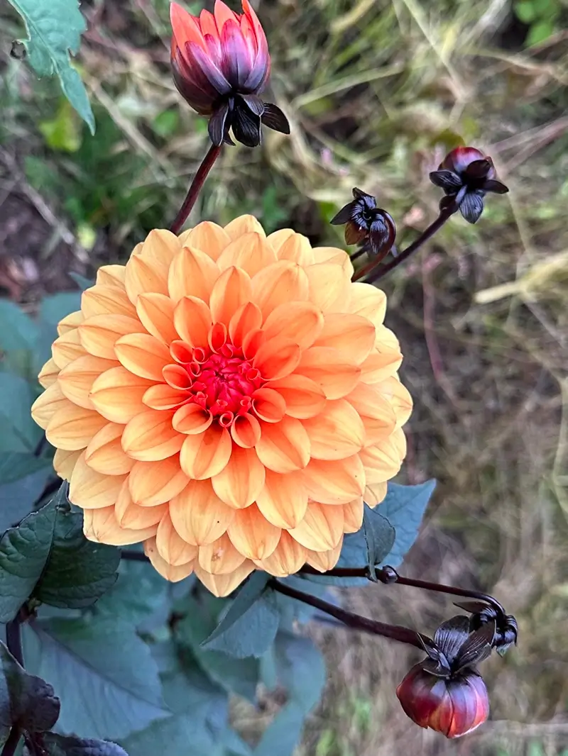 David Howard flower product photo