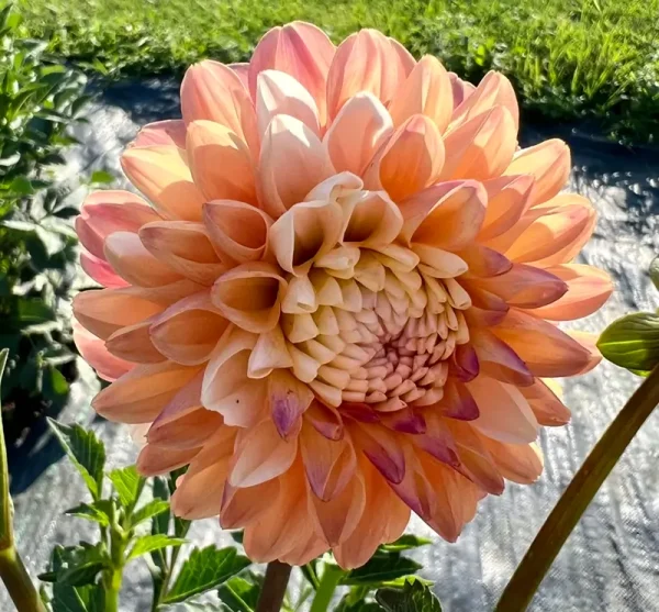 Double Jill flower product photo