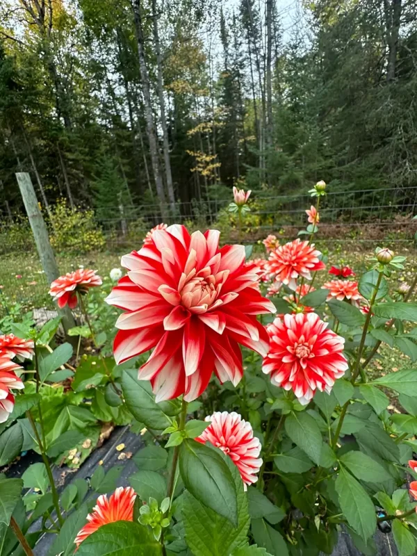 Dynamite flower product photo