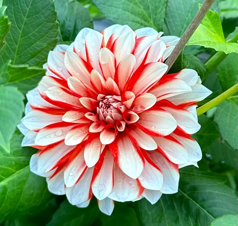 Dynamite flower product photo