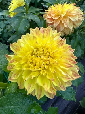 El Sol