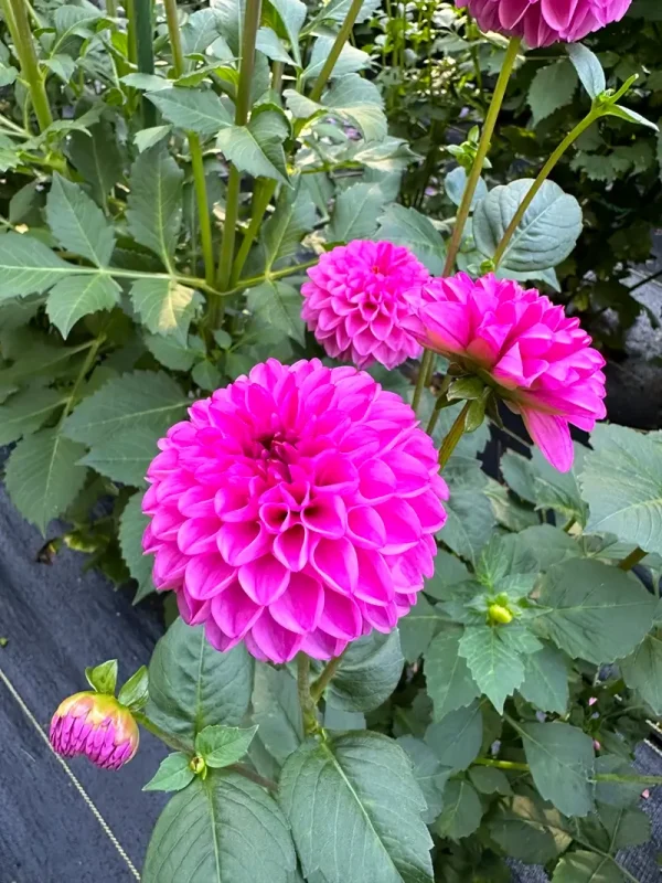 Franz Kafka flower product photo