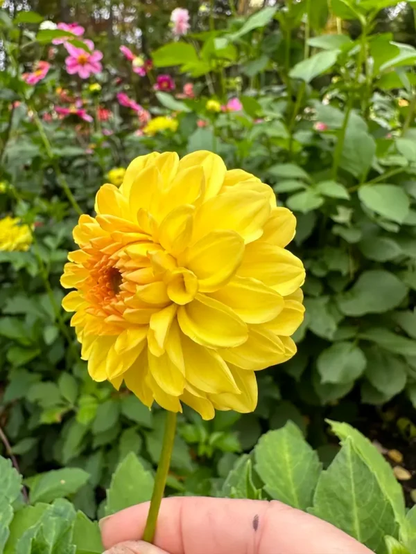 Golden Scepter flower product photo