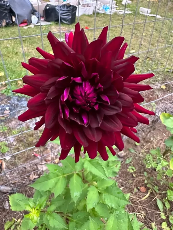 Hollyhill Black Beauty dahlia product photo
