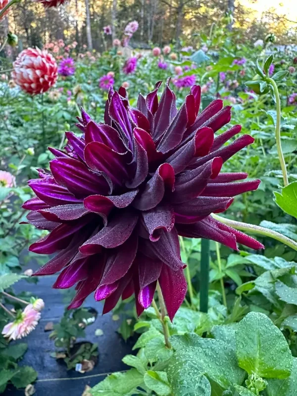 Hollyhill Black Beauty dahlia product photo