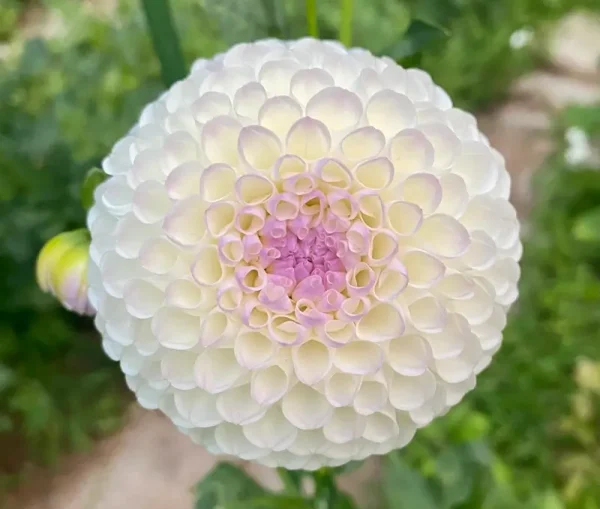 Hollyhill Miss White dahlia product photo