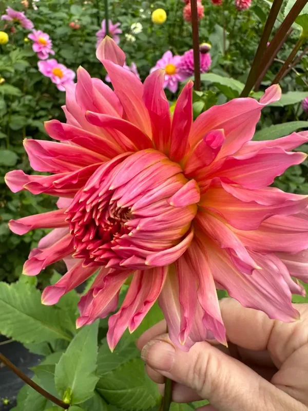 Islander dahlia product photo