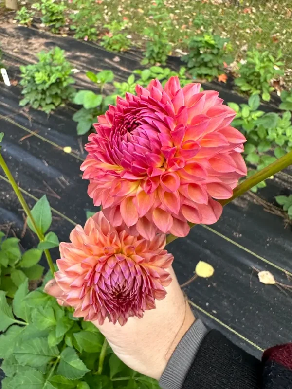 Jowey Winnie dahlia product photo