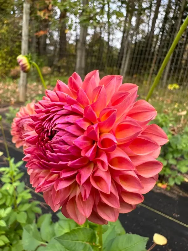 Jowey Winnie dahlia product photo