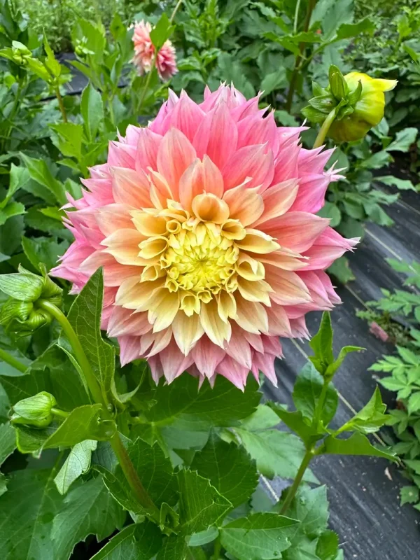 Kogane Fubuki dahlia product photo
