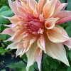 Labyrinth dahlia flower photo