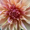 Labyrinth dahlia flower photo