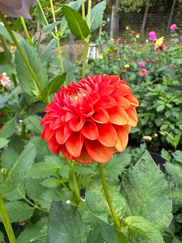 Lollipop dahlia product photo