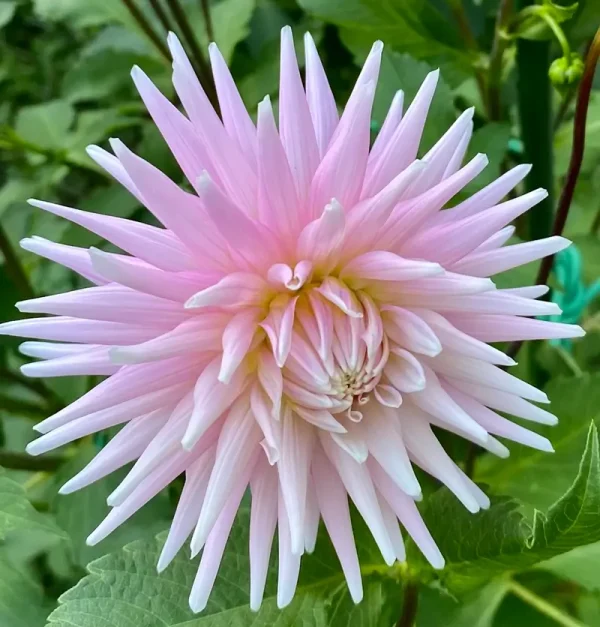 Miss Rose Fletcher dahlia product photo