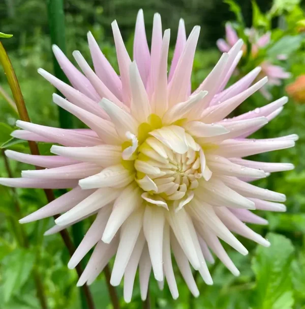 Miss Rose Fletcher dahlia product photo