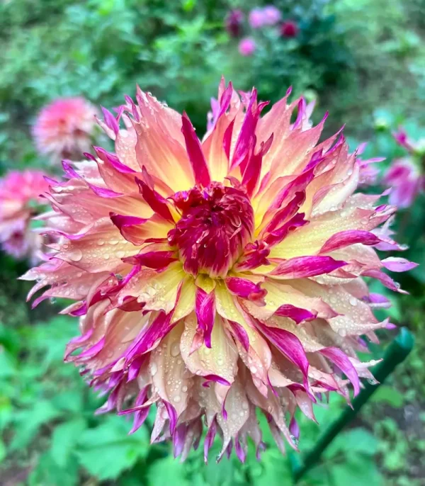 Myrtle’s Folly dahlia product photo