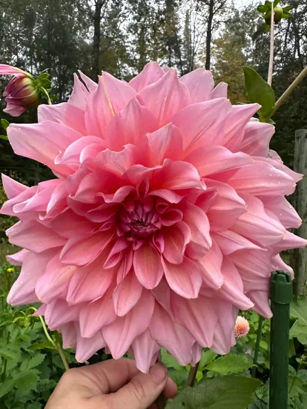 Otto’s Thrill dahlia product photo