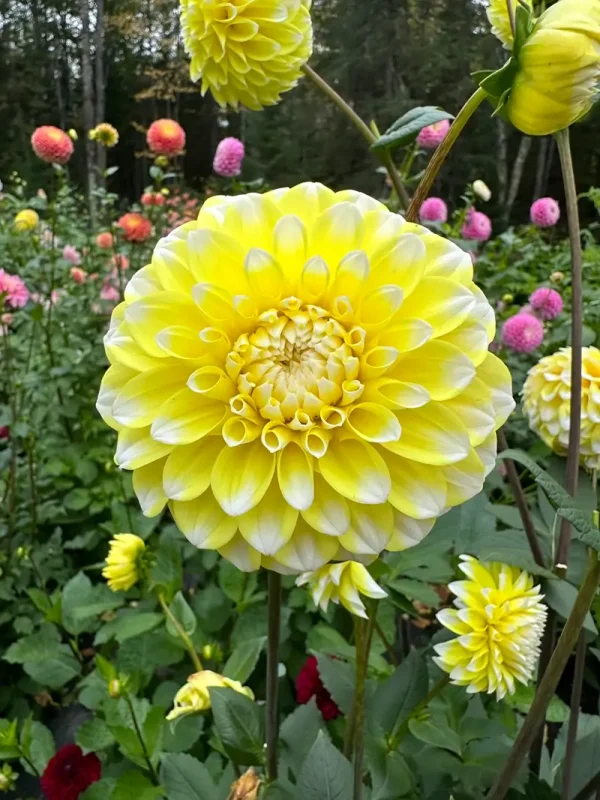Ova-Jo dahlia product photo