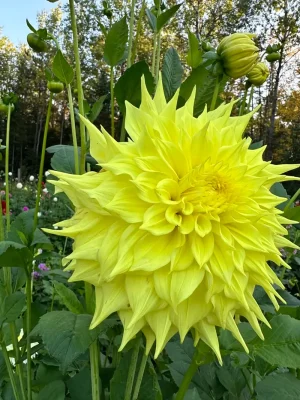 Penhill Yellow Queen
