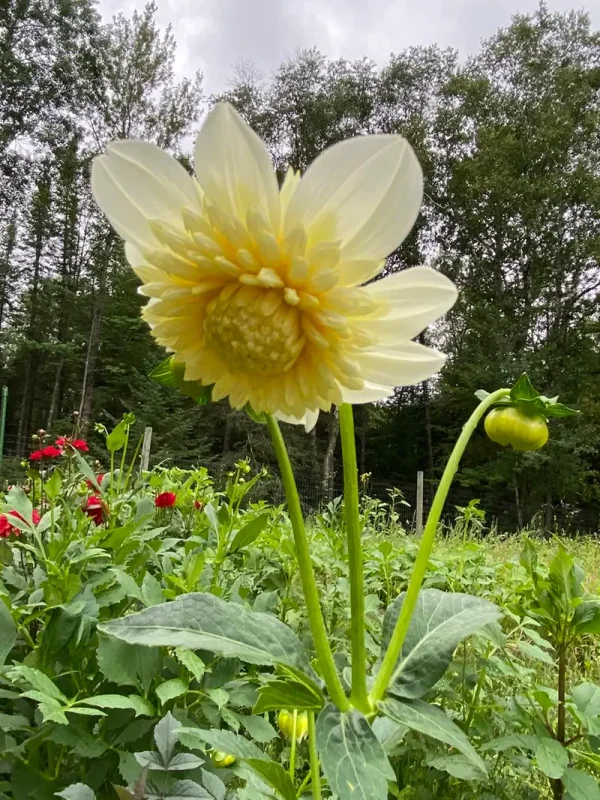 Platinum Blonde dahlia product photo