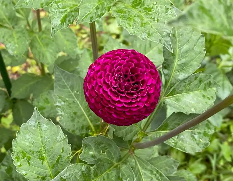 Rocco dahlia product photo