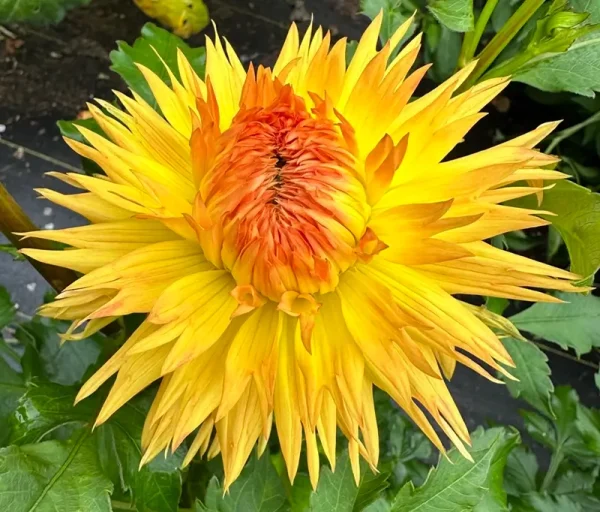 Sassafrass dahlia product photo
