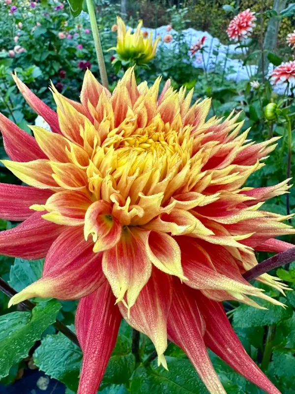 Show N Tell dahlia product photo