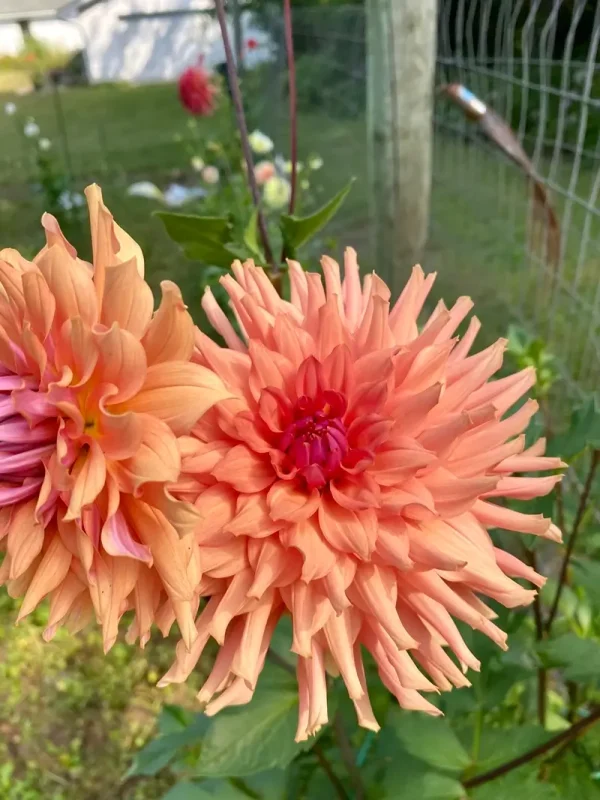 Terracotta dahlia product photo