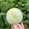 Tiny Treasure dahlia product photo