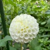 Tiny Treasure dahlia product photo