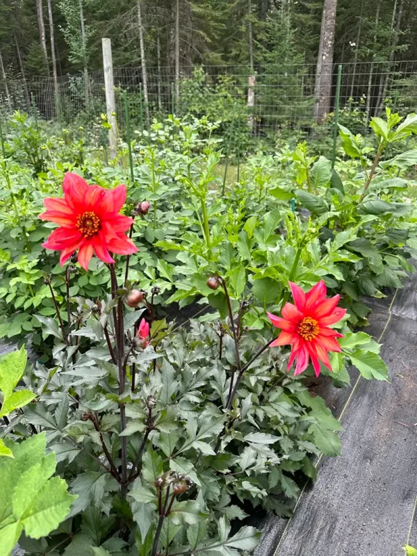 Waltzing Mathilda dahlia product photo