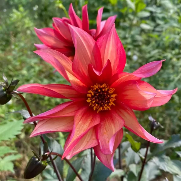 Waltzing Mathilda dahlia product photo