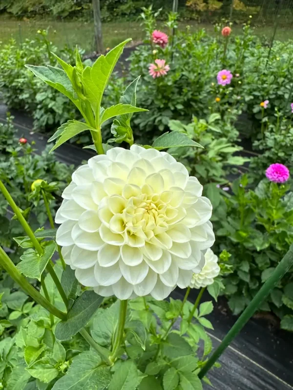 White Aster dahlia product photo