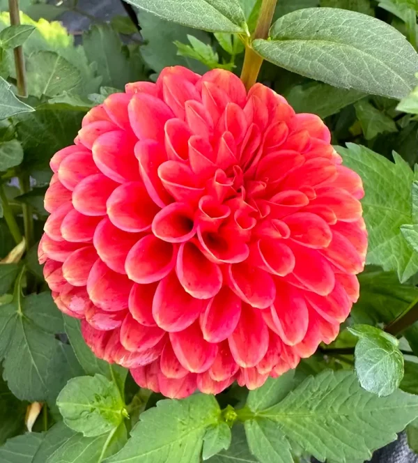 Zundert Mystery Fox dahlia product photo