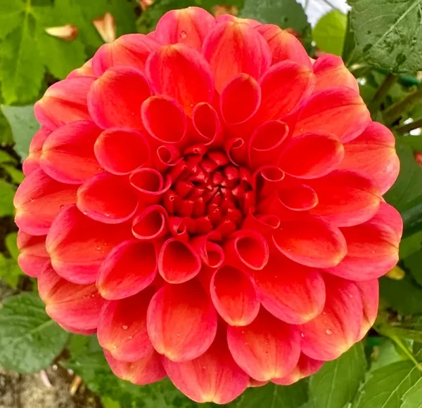 Zundert Mystery Fox dahlia product photo