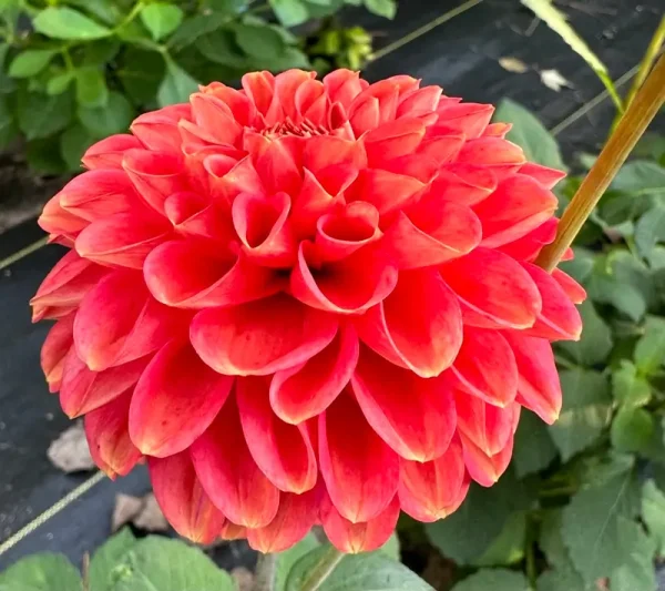 Zundert Mystery Fox dahlia product photo
